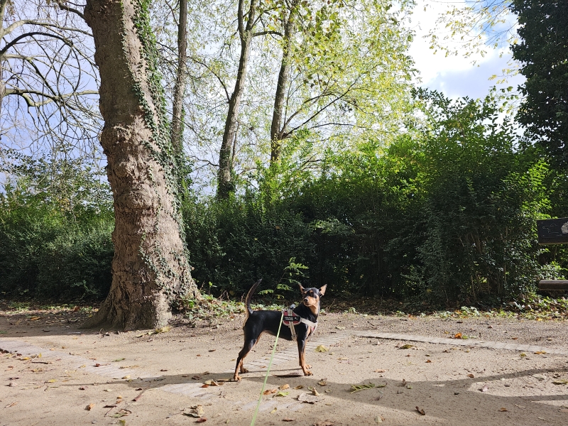 Lier wandelen met hond rolstoelvriendelijke Timmermanspad Lier wandelen met hond rolstoelvriendelijke Timmermanspad