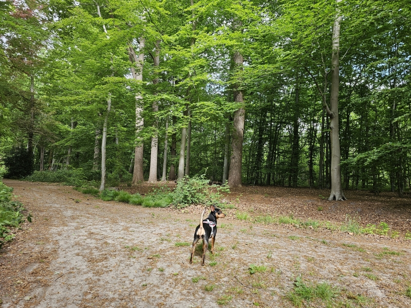 Liesbos Breda honden loslopen