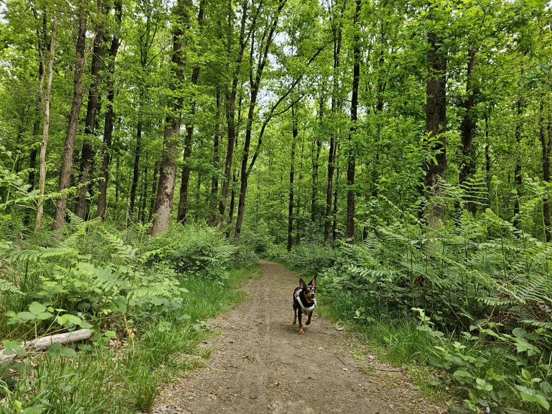 Liesbos Breda, Noord-Brabant, Nederland hond loslopen