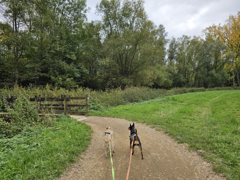 Liezele Puurs-Sint-Amands wandelen met hond wandelroute Liezele Puurs-Sint-Amands wandelen met hond wandelroute