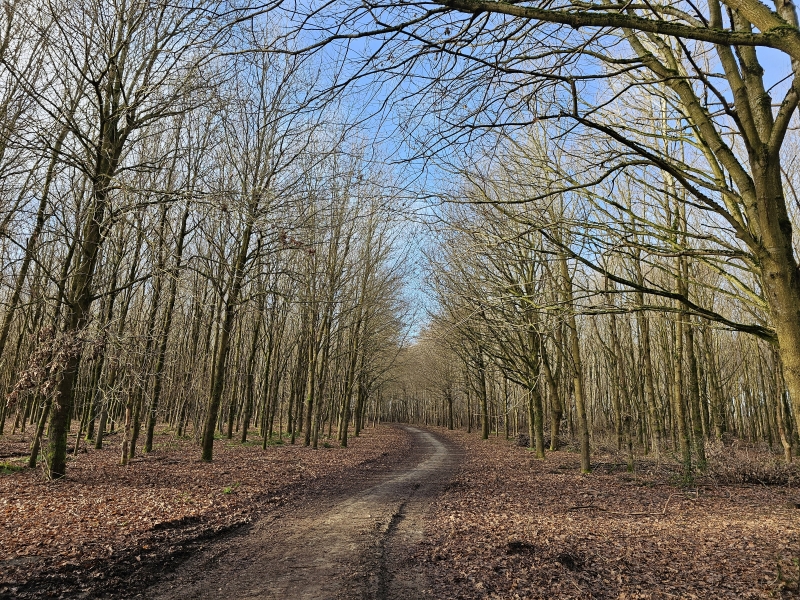 Lintbos wandeling Grimbergen