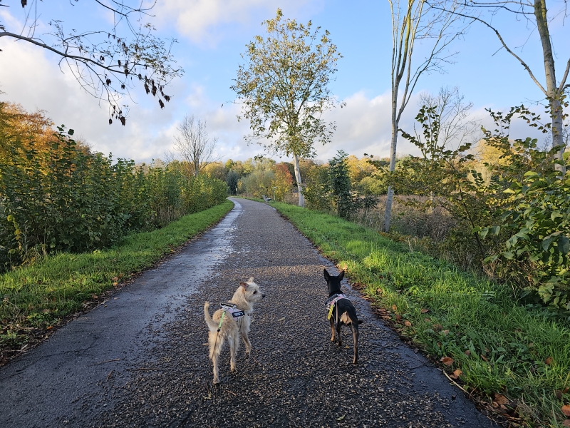 Lokeren anders bekeken: stadswandeling door de natuur langs zes parken:
