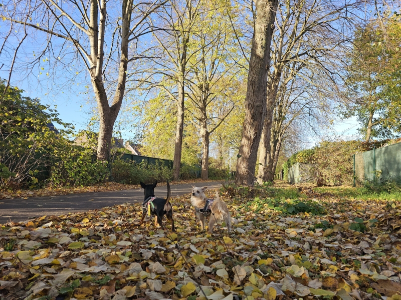 Lokeren Daknam wandelroute met hond Lokeren Daknam wandelroute met hond