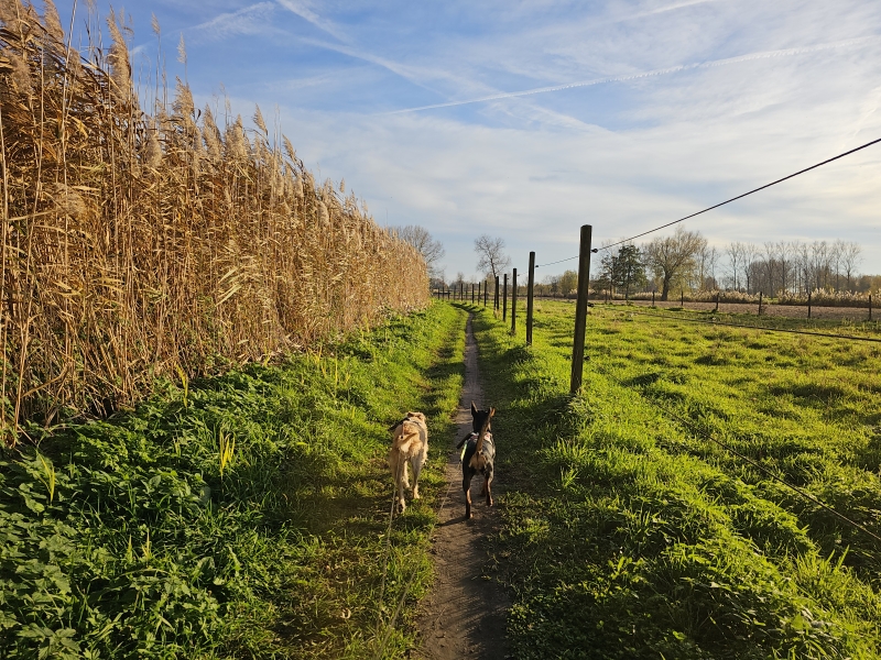 Lokeren en Daknam wandelen met hond langs trage wegen door de natuur en de Daknamse meersen Lokeren en Daknam wandelen met hond langs trage wegen door de natuur en de Daknamse meersen