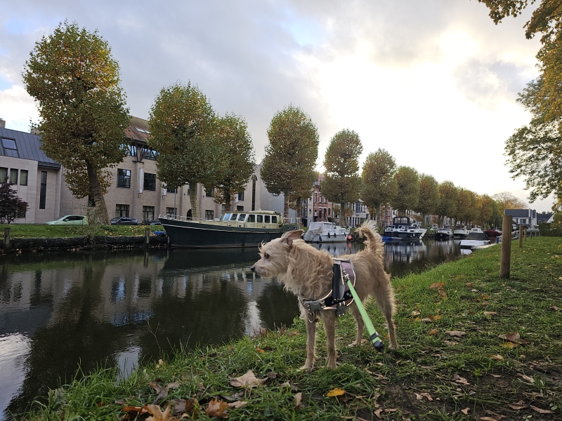 Lokeren wandelen met hond