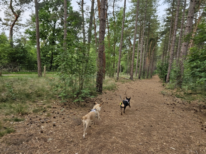 lommel kattenbos hondenlosloopzone