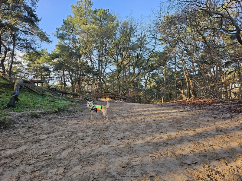 Loonse en Drunense Duinen wandelen en loslopen met hond
