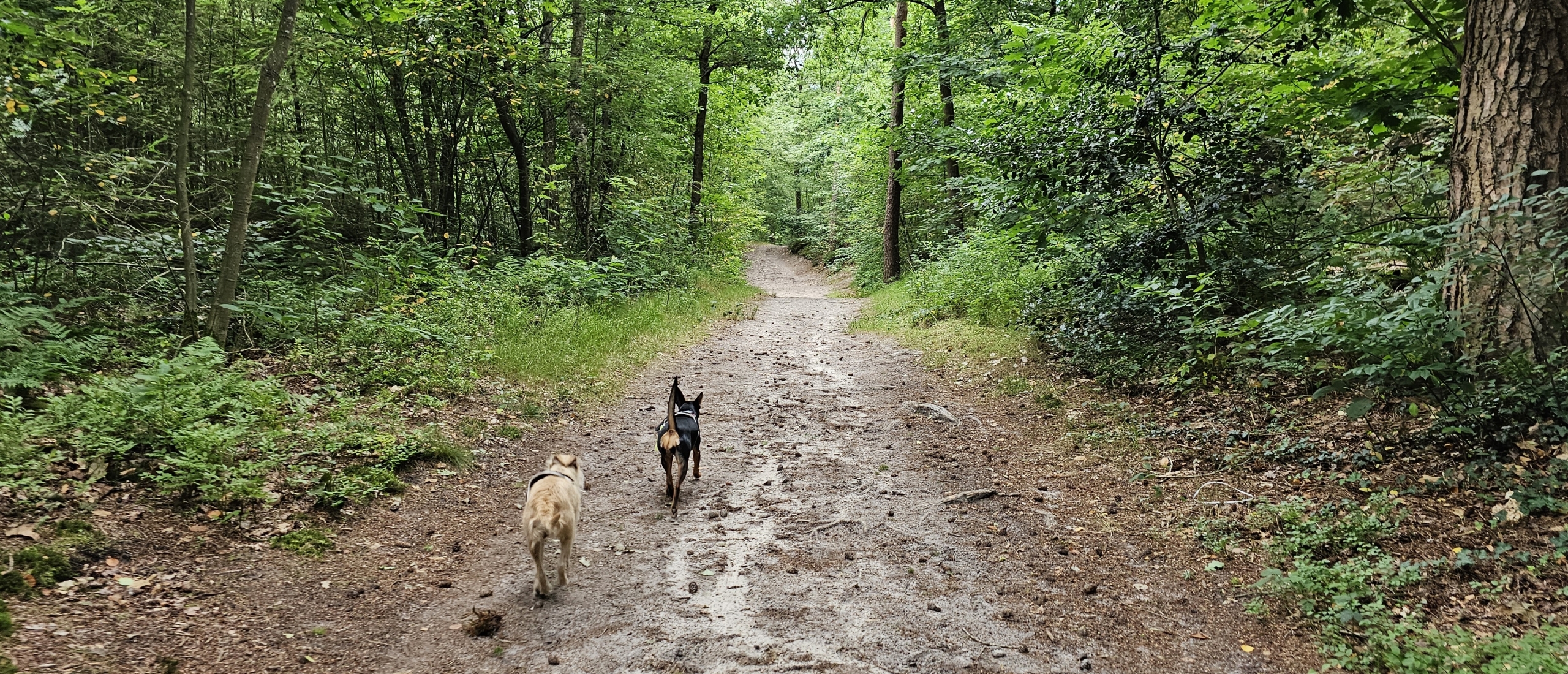 Losloopgebied Belvederebos west in Hulsthorst met honden