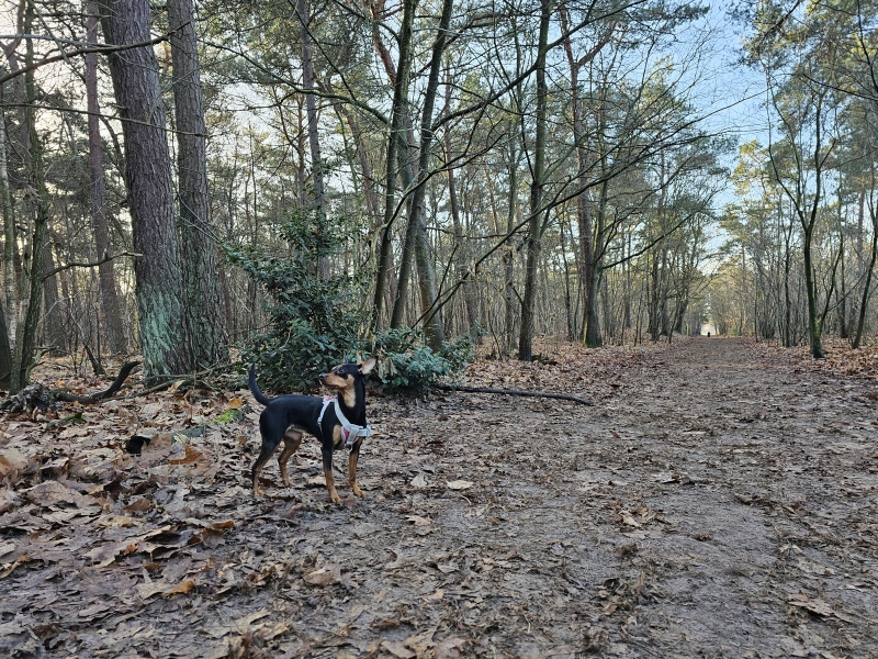Losloopgebied De Seterse Bergen Oosterhout met hond