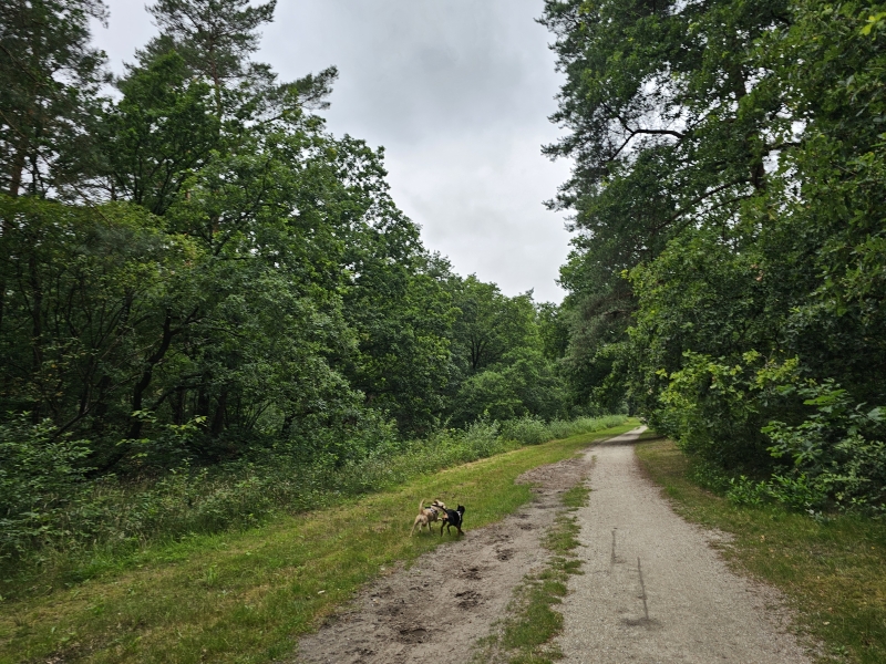 Losloopgebied Hulsthorst Belvederebos West met honden