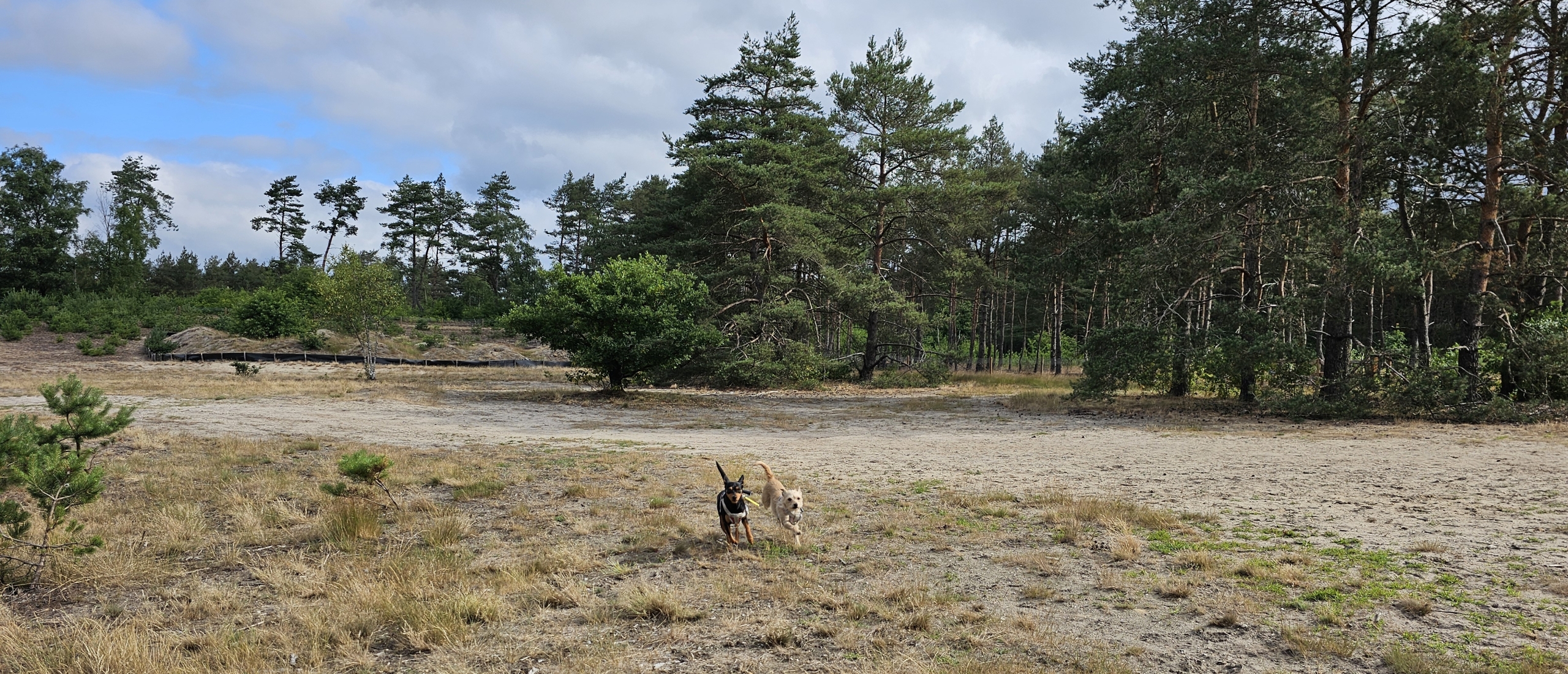 Losloopgebied Kootwijkerduin in Kootwijk op de Veluwe wandeling met honden los