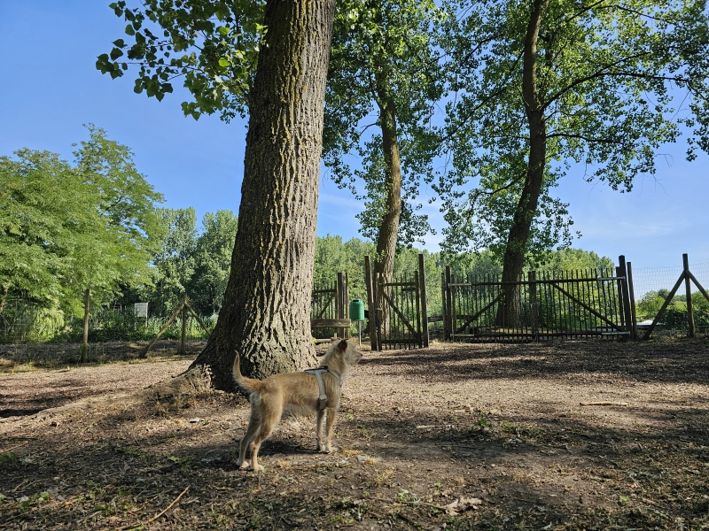 Losloopweide Hamme Het hondenbos honden los