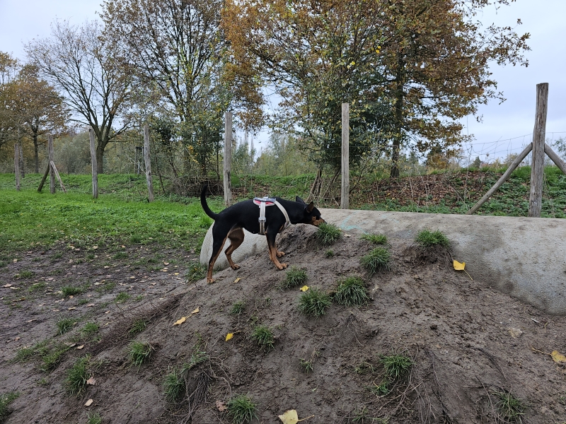 Losloopweide voor honden