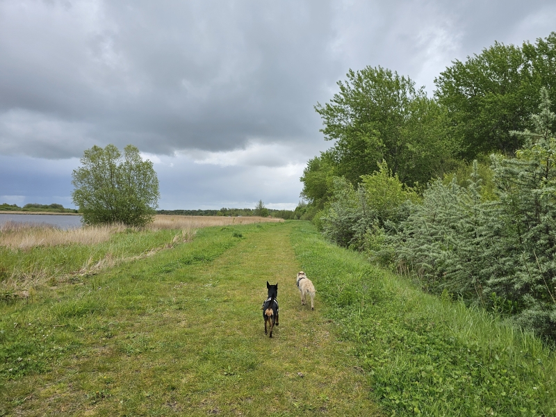 Loslopen ballastplaatbos Lauwersoog Loslopen ballastplaatbos Lauwersoog