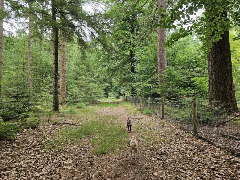 Loslopen Boswachterij Schoonloo