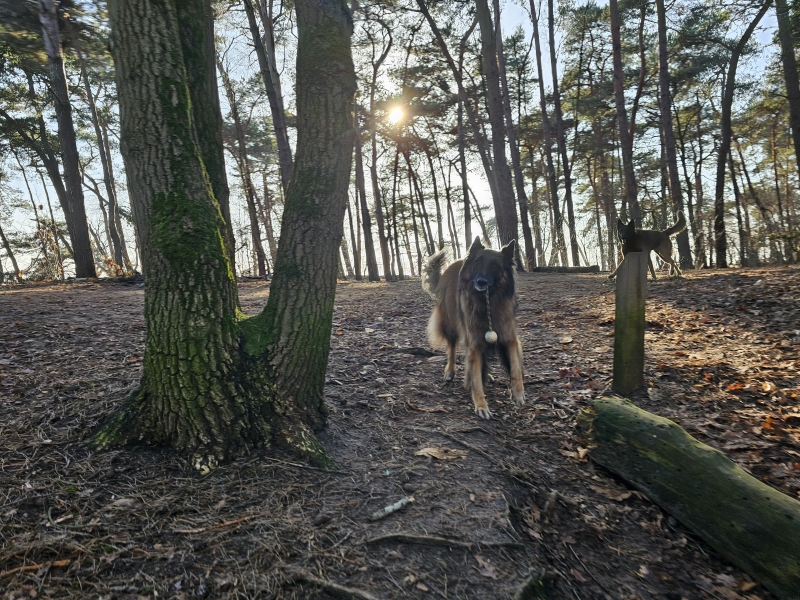 Loslopen en wandelen met je hond in de Loonse en Drunense Duinen op de Roestelberg in kaatsheuvel in Noord-Brabant