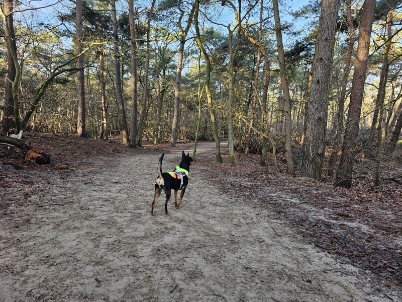 Loslopen hond Loonse en Drunense Duinen Roestelberg Kaatsheuvel