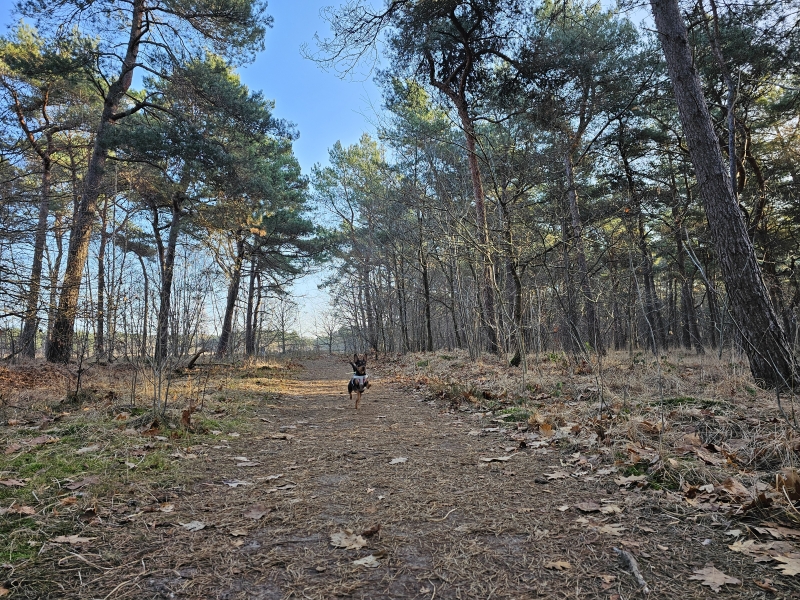 Loslopen hond Seterse Bergen Oosterhout