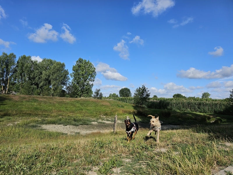 Loslopen in Burcht losloopweide voor honden