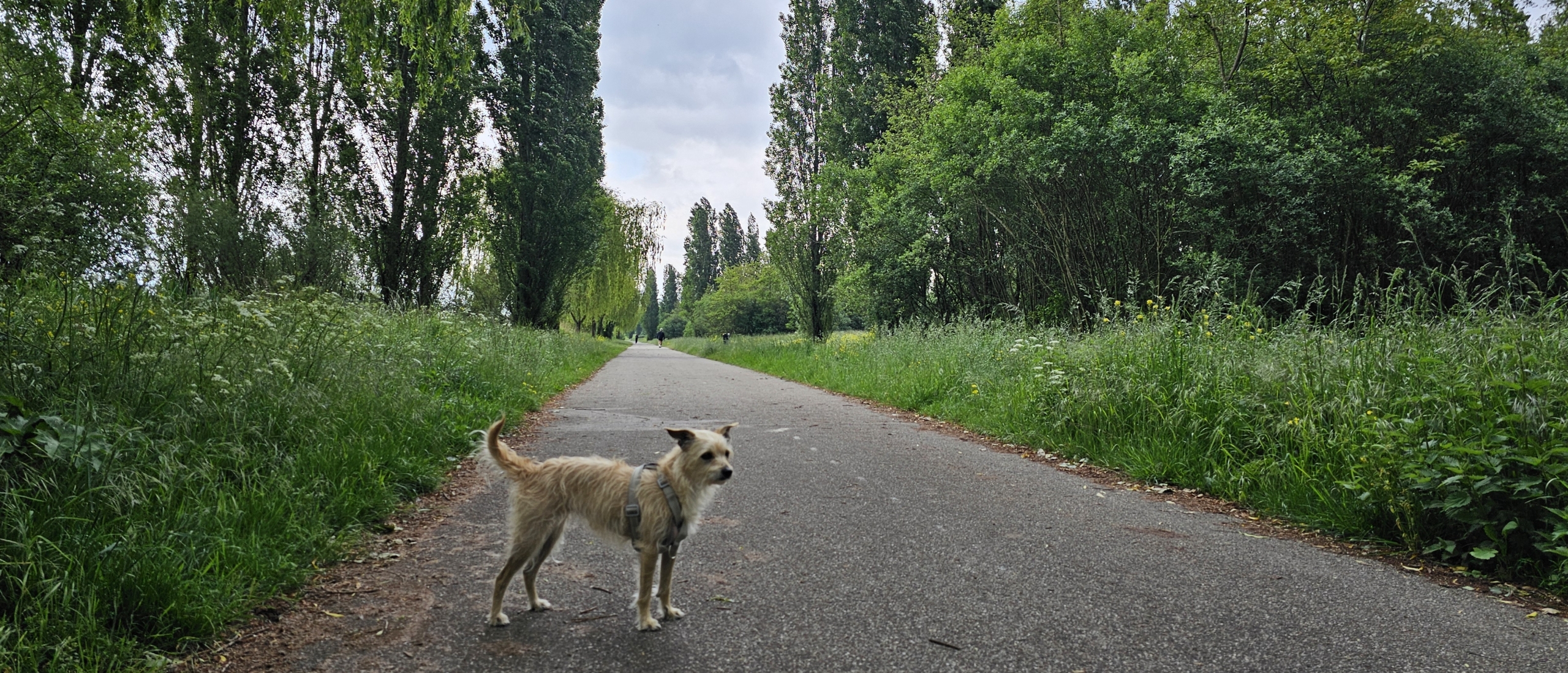 Loslopen in het Veldhuizerpark in Utrecht wandelroute met hond