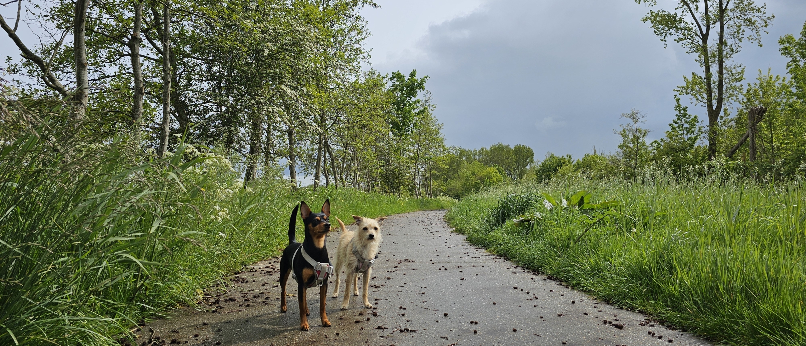 Loslopen in Kollumerwaard in Kollumerpomp in Friesland rolstoelvriendelijke wandeling met hond