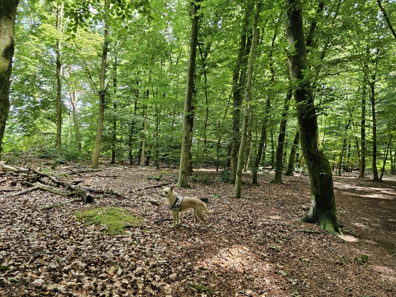 Loslopen Noordbargebos Emmen
