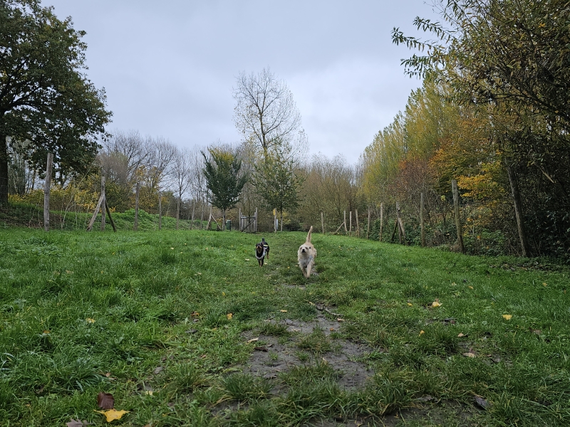 Loslopen op de hondenweide in het Geboortebos in Temse