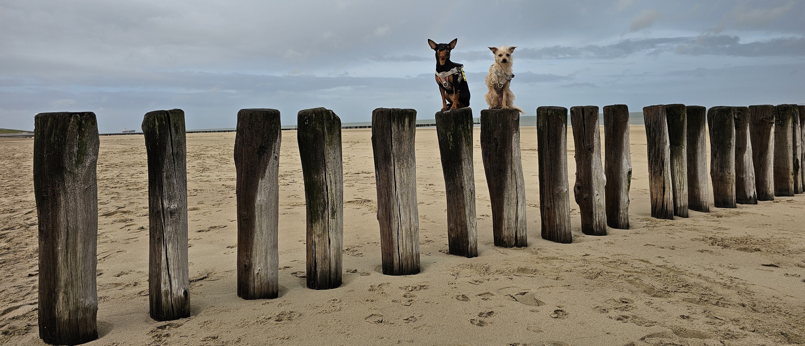 Loslopen op het strand in Breskens, Zeeland, wandeling met hond
