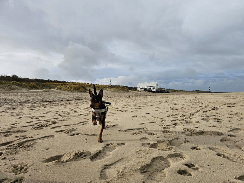 Loslopen strand Breskens