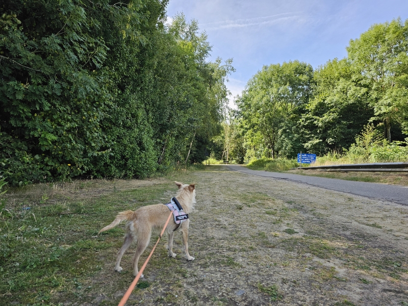 Malbrain rolstoelvriendelijke en dementievriendelijke wandelroute in Dendermonde met honden Malbrain rolstoelvriendelijke en dementievriendelijke wandelroute in Dendermonde met honden