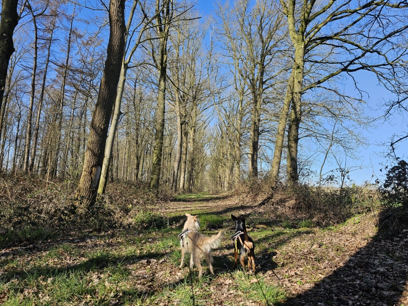 Maldegem Burkel Torrebos wandelen met hond rode en gele route Maldegem Burkel Torrebos wandelen met hond rode en gele route