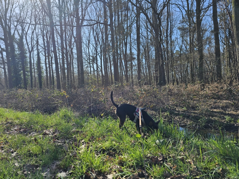 Maldegem wandelen Maldegem wandelen