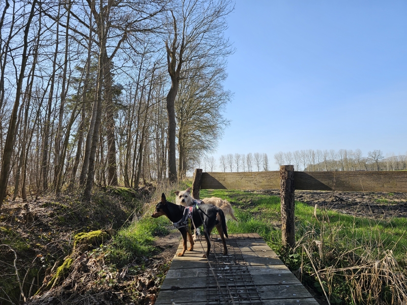 Maldegem wandeling met hond door de bossen en langs de velden Maldegem wandeling met hond door de bossen en langs de velden