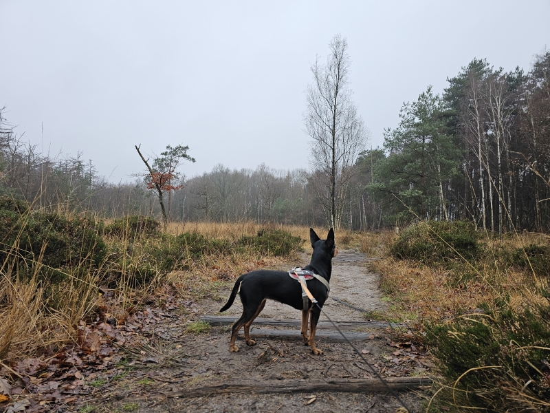 Maldegemveld in Aalter: De Hoge Venen in het klein