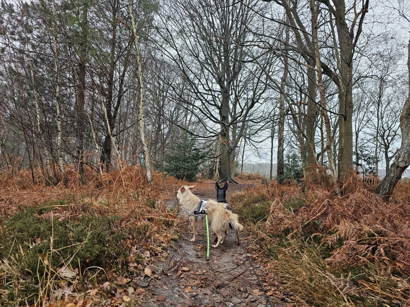Maldegemveld wandelroute met hond