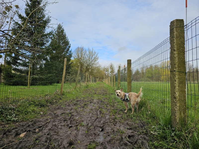 Meerbeek Kortenberg wandelen