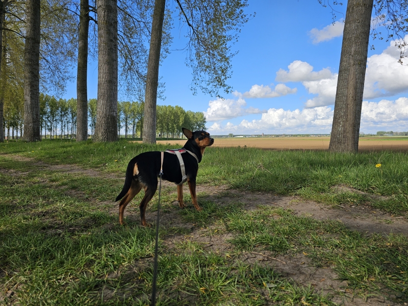 Meerdonk Saleghem wandelroute met hond