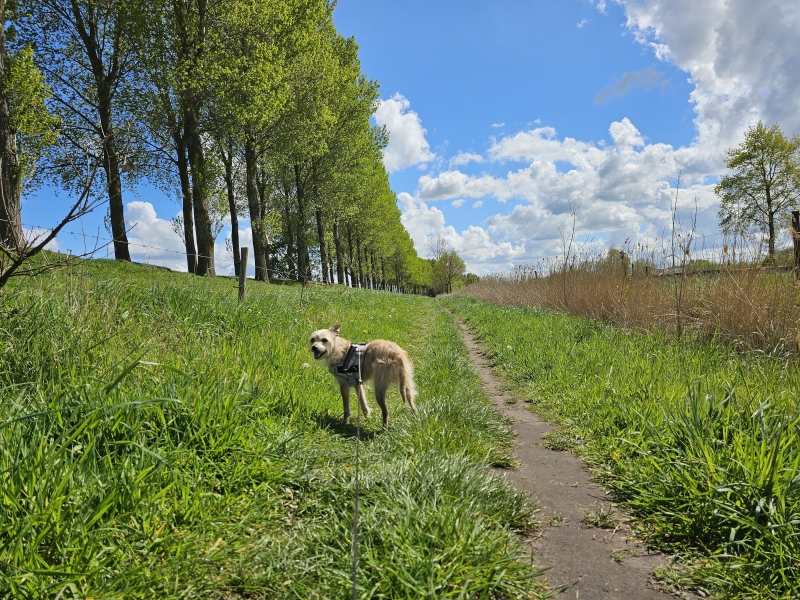 Meerdonk Sint-Gillis-Waas wandelen met hond