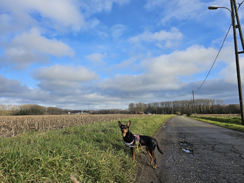 Meise wandelen met hond