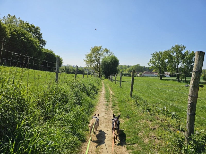 Meise wandelen met hond