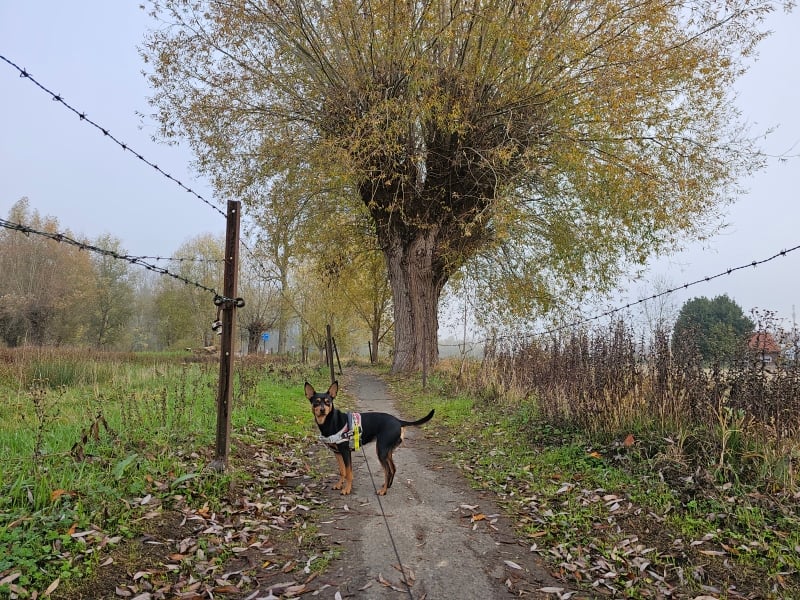 Meise Wolvertem mooiste wandeling door de natuur