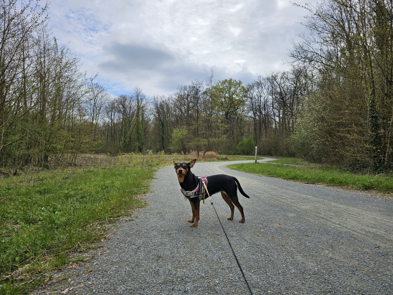 Melsbroek Floordambos wandelroute