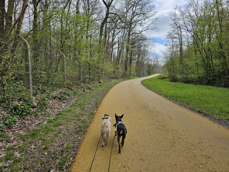 Melsbroek wandelroute Floordambos
