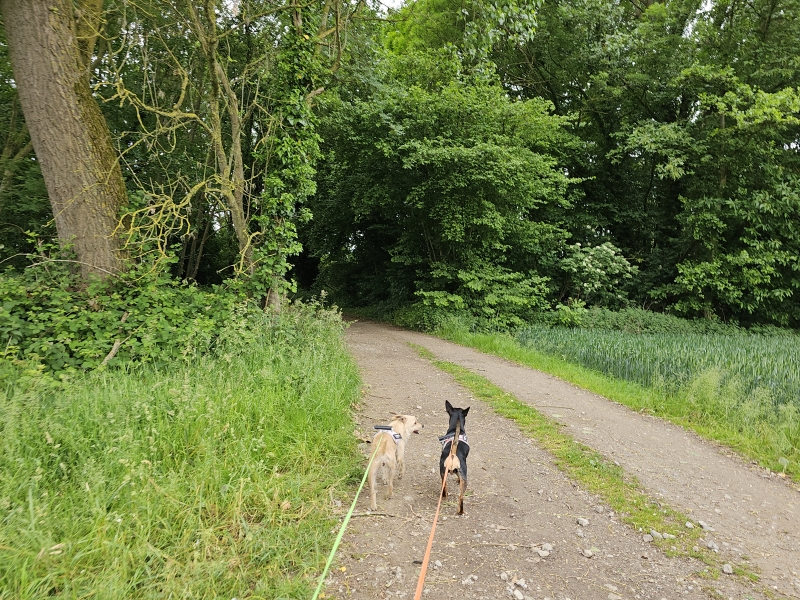 Merchtem wandelen met hond