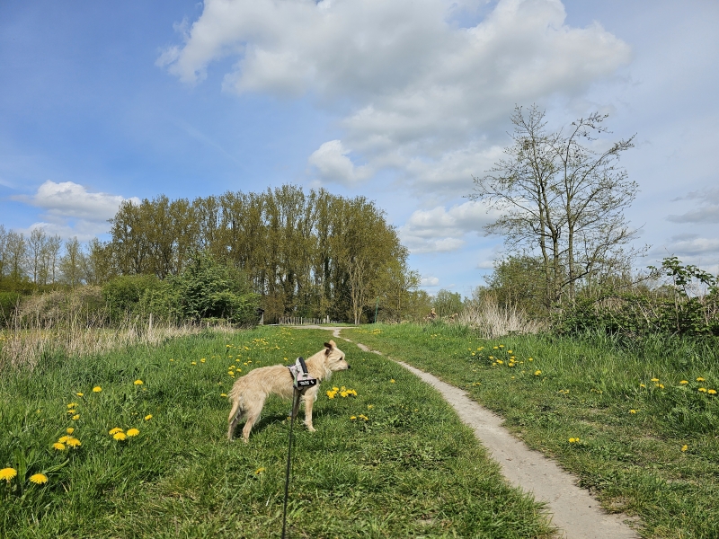Merelbeke-Melle wandelroute Scheldemeersen 15 km Merelbeke-Melle wandelroute Scheldemeersen 15 km