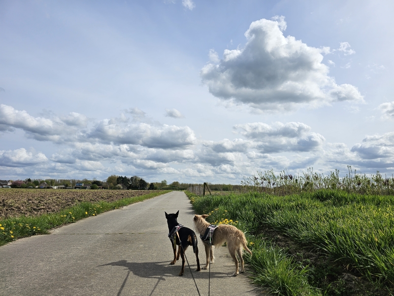 Merelbeke wandelen met hond
