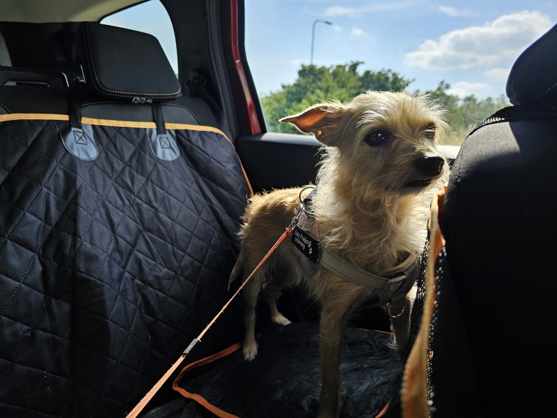 Met de auto op vakantie: met de honden naar Centerparcs in Drenthe