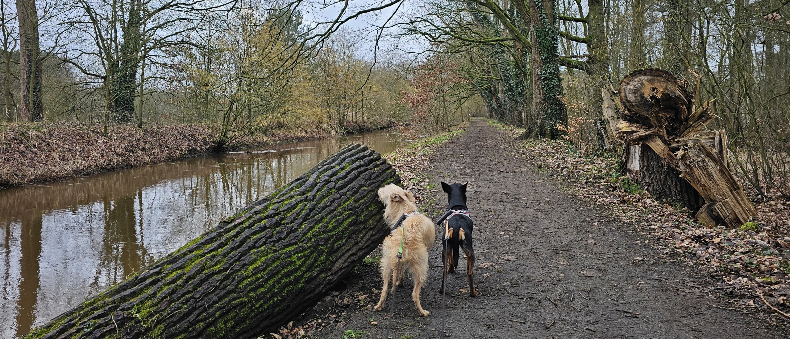 Mie Broos wandeling 8,2 km door het natuurgebied Schupleer – Graafweide in Vorselaar met hond