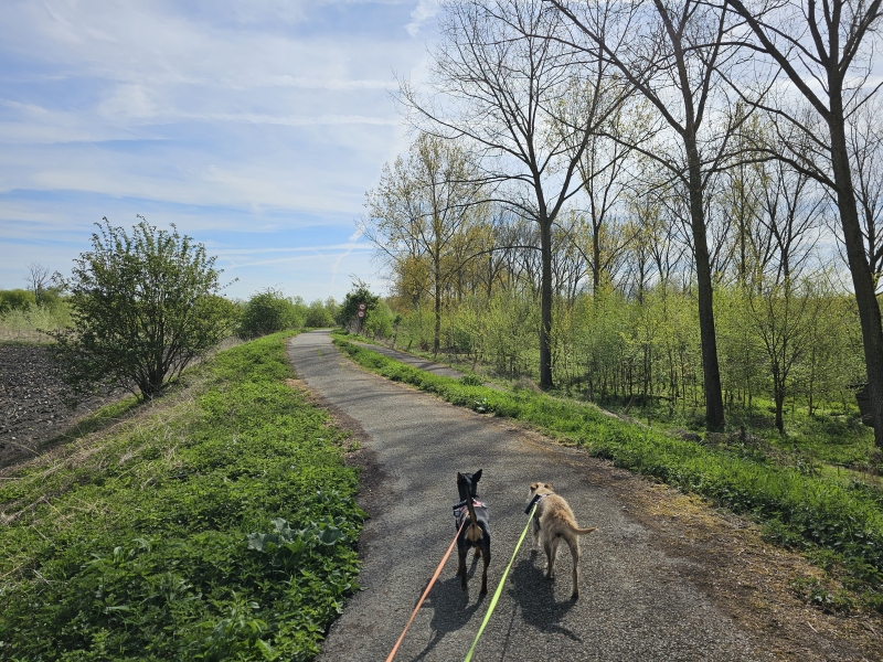 Moerzeke wandelen met hond
