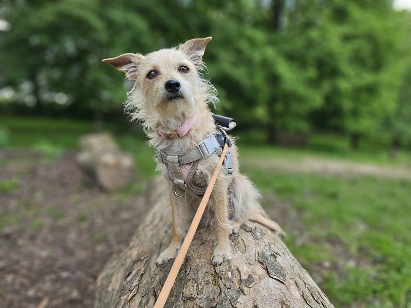 Mollekensberg wandelroute met hond Mollekensberg wandelroute met hond